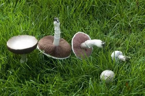 Розе-де-пре (Agaricus Campestris): как распознать