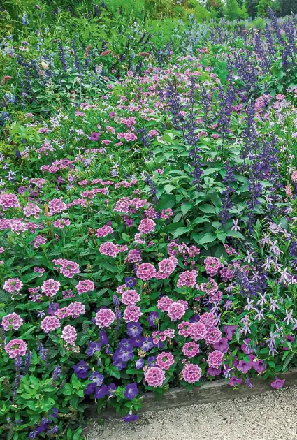 Посадка куста однолетних растений на лето