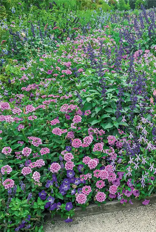 Посадка куста однолетних растений на лето