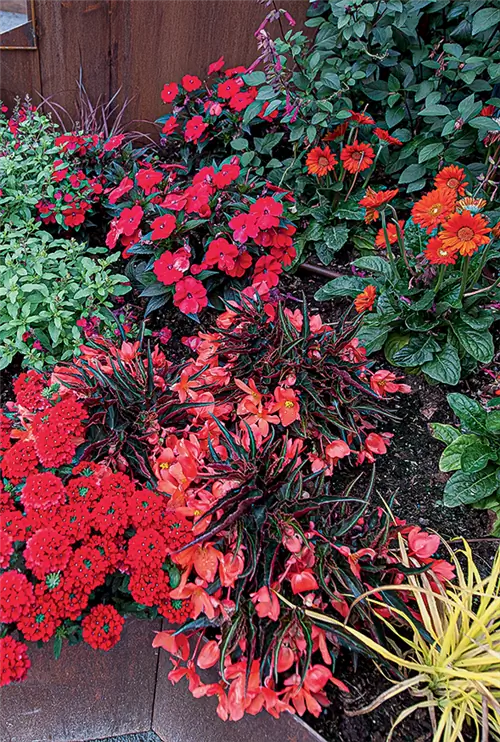 Составьте для лета композицию из цветов в красных тонах