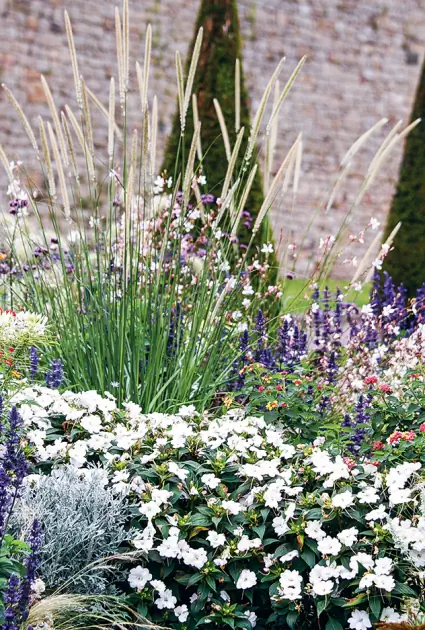 Какие растения выбрать для бело-синей клумбы?