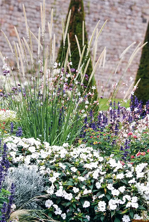 Какие растения выбрать для бело-синей клумбы?