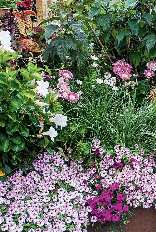 Какие растения выбрать для однотонной клумбы?