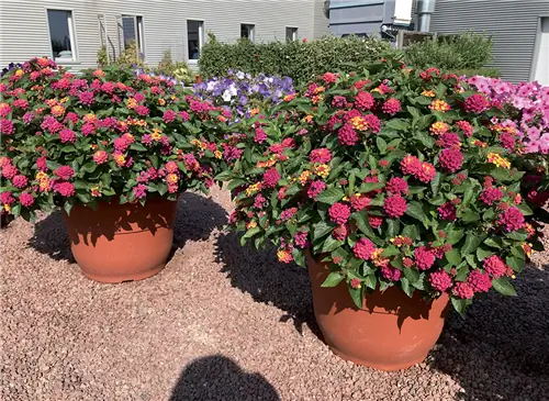 Как вырастить Lantana Bloomify, многолетнее растение с переливающимися цветами?