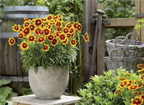 Coreopsis UpTick™ «Золото и бронза», от солнца на балкон
