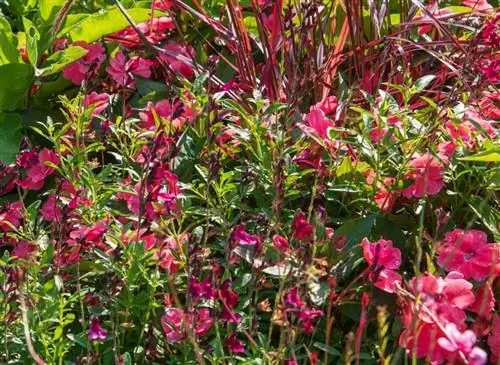 Мираж Шалфей (Salvia greggii): советы по выращиванию