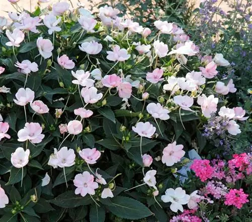 Impatiens SunPatiens Vigorous (Недотрога x гибрида)