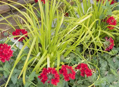Серия Carex EverColor из серии Facil’été