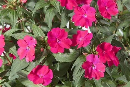 Импатиенс SunPatiens