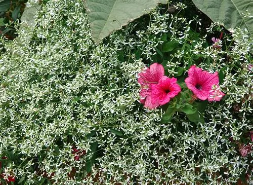 Молочай 'Diamond Frost' (Euphorbia Hypericifolia)