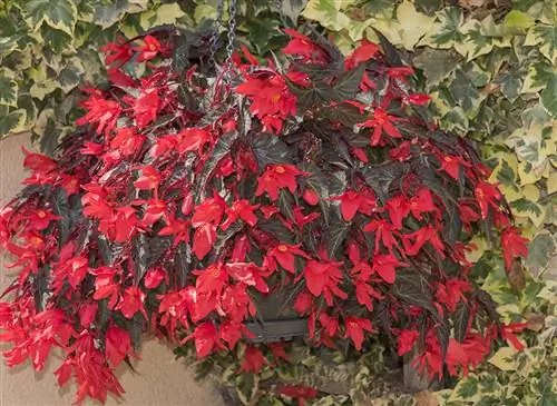 Бегония Летнекрылая (Begonia boliviensis)