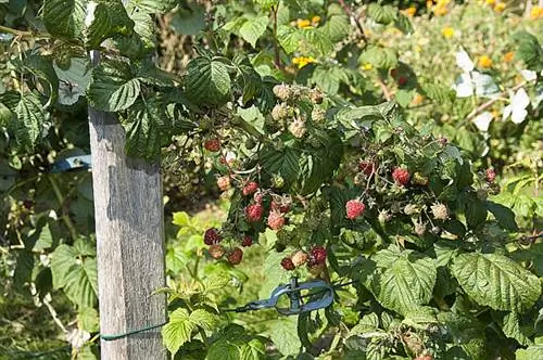 Обучение кустов малины: способы и опоры