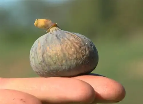 Соберите спелый инжир