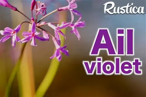 Выращивание пурпурного чеснока (Tulbaghie violacea) в саду