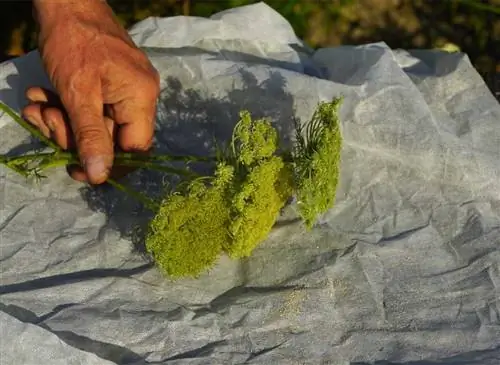 Когда и как делать семена моркови