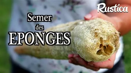 Выращивание тыквы Luffa aegyptiaca