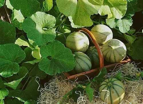 Что сажать после выращивания дыни