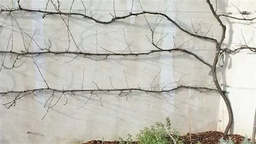 Обрезка шпалеры для винограда: наши советы