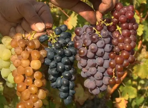 Вкус черных, розовых и белых сортов винограда