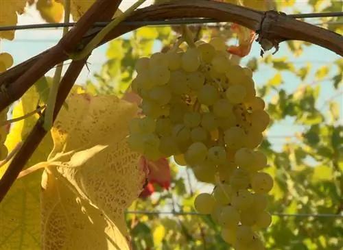 Выбираем виноград для органического сада, без обработки