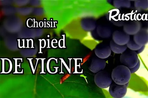 Выбираем лиану для своего сада