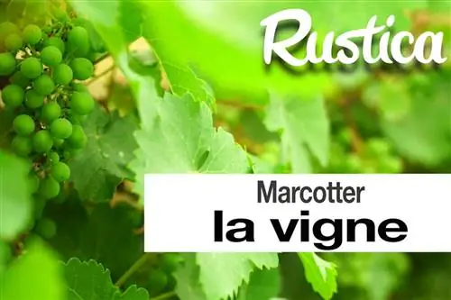 Как высаживать виноградную лозу в кашпо: советы и метод