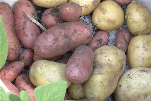 Различают молодой, ранний и хранимый картофель