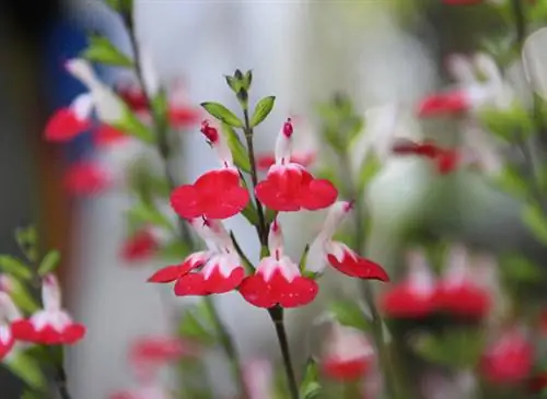 Сальвия микрофилла 'Hot Lips'