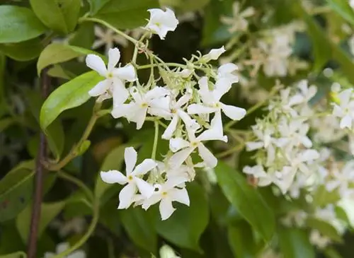 Жасмин лекарственный (jasminus officinalis)