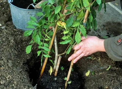 Посадка глицинии (wisteria sinensis) вдоль стены. может возникнуть необходимость в первый год после посадки подвязать стебли этой вьющейся растения к колу. Посадка глицинии (wisteria sinensis) вдоль стены. может возникнуть необходимость в первый год после посадки подвязать стебли этой вьющейся растения к колу.