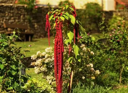 Амарант в огороде: советы по выращиванию