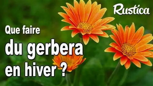 Как защитить герберы зимой?