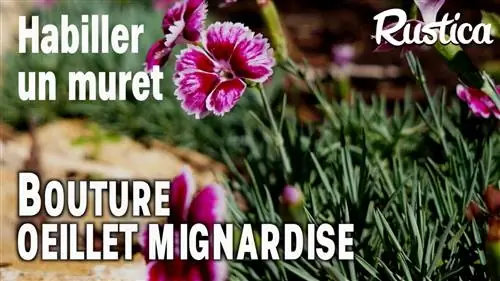 Возьмите черенки милой гвоздики, чтобы украсить низкую стену цветами