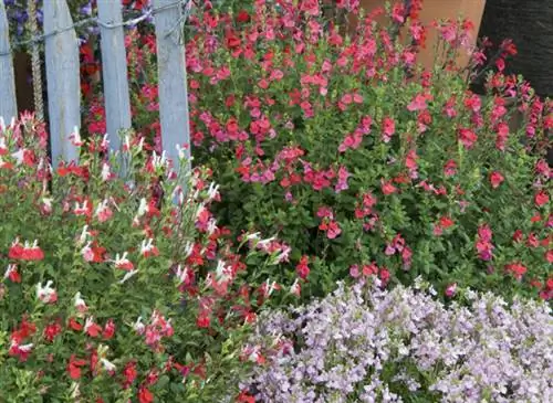 Месса шалфея и немезии