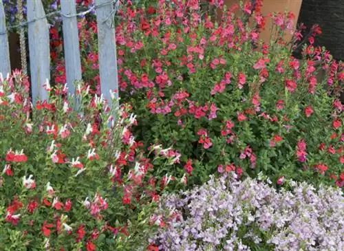 Советы по выращиванию разных сортов шалфея (шалфея)