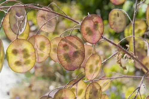 Обрезной лист: Деньги Папы (Lunaria annua)