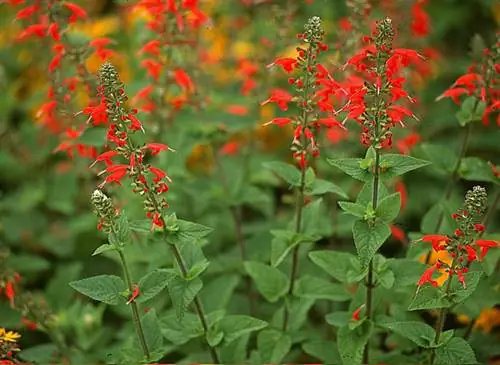 Шалфей 'Леди в красном' (Salvia coccinea)