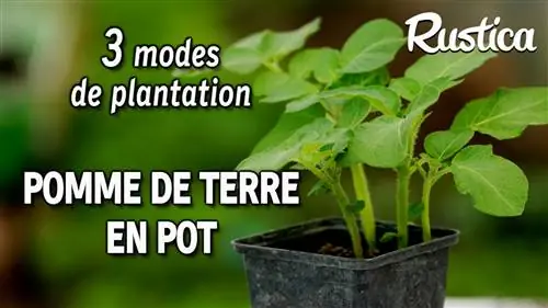 Что делать с картофелем, посаженным в горшки?