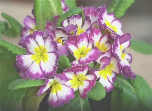 Успешное выращивание облакошишковидных первоцветов