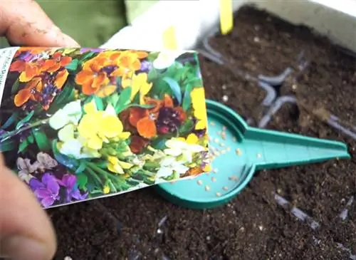 Сеять двулетники в теплице