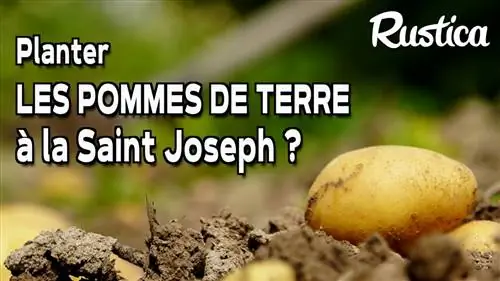 Когда сажать картофель в открытый грунт?