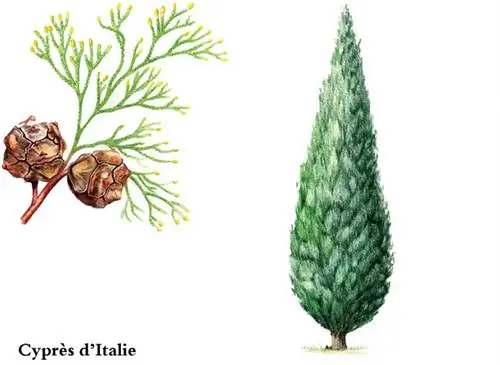 Кипарисовик итальянский (Cupressus sempervirens)