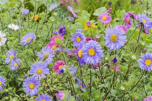 Выращивание летних и осенних астр (Aster spp.)