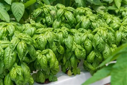 Базилик «Grand Vert Compacto» (Ocimum basilicum): инструкция по выращиванию