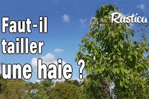 Обязательно ли стричь живую изгородь или нет?
