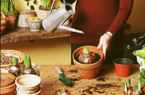 Пересадка вынужденного амариллиса