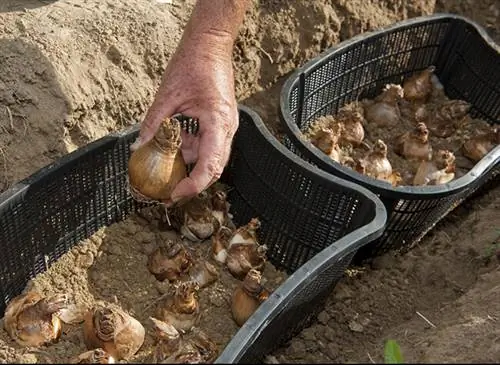 Посадка смешанных махровых нарциссов в корзины.