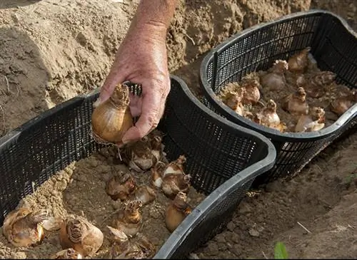 Установка весенних луковиц в корзину