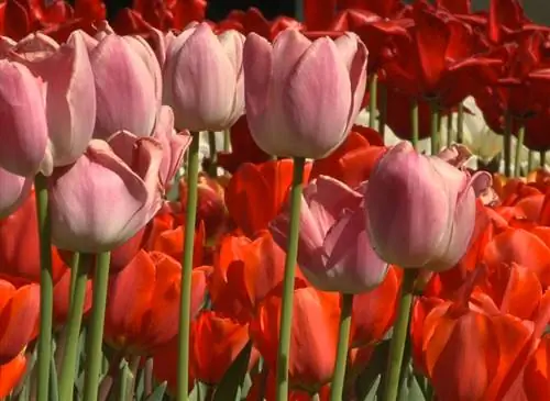 Различные группы тюльпанов и их применение