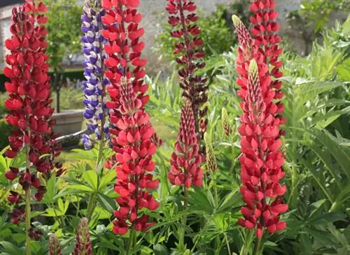 Люпины в огороде - огород замка Корматен